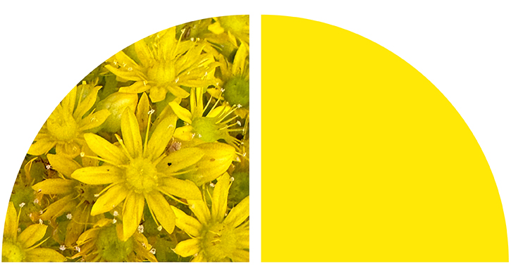 Yellow flowers.